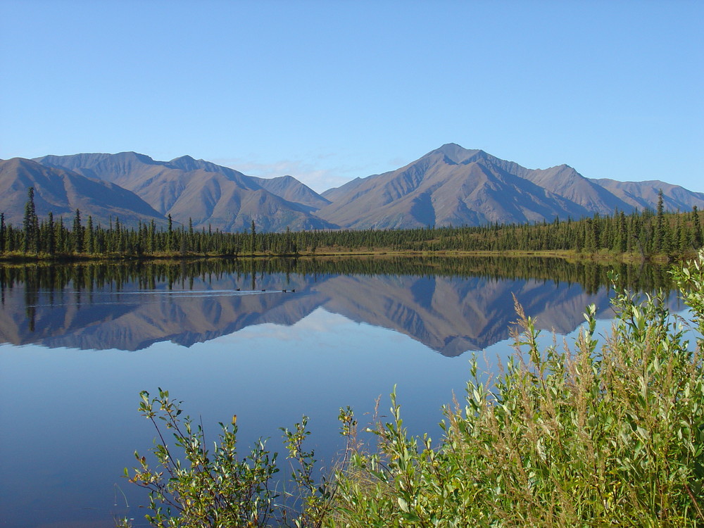 Rast am Denali-Highway/Alaska