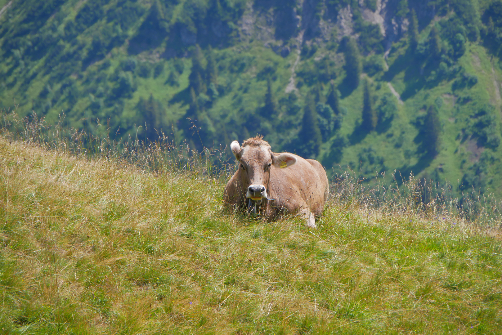 Rast am Fellhorn