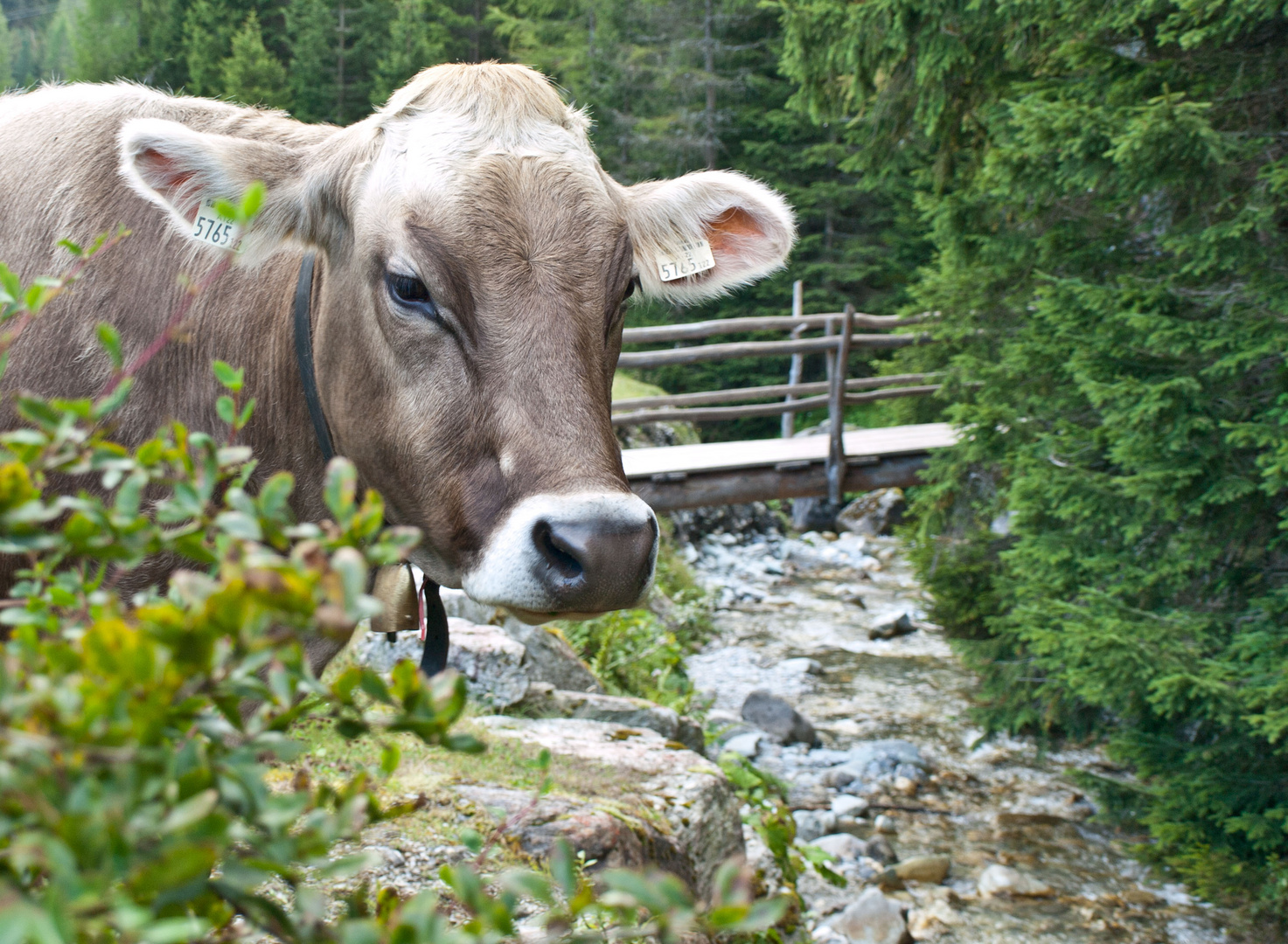 Rast am Fluß