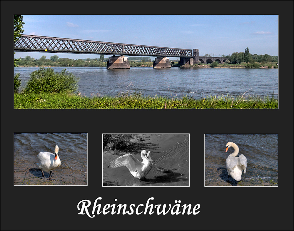 rast am rhein