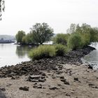 Rast am Rhein