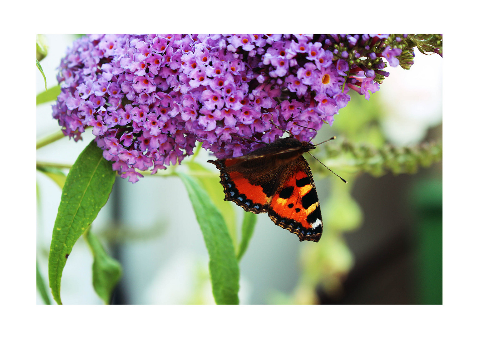 Rast am Sommerflieder