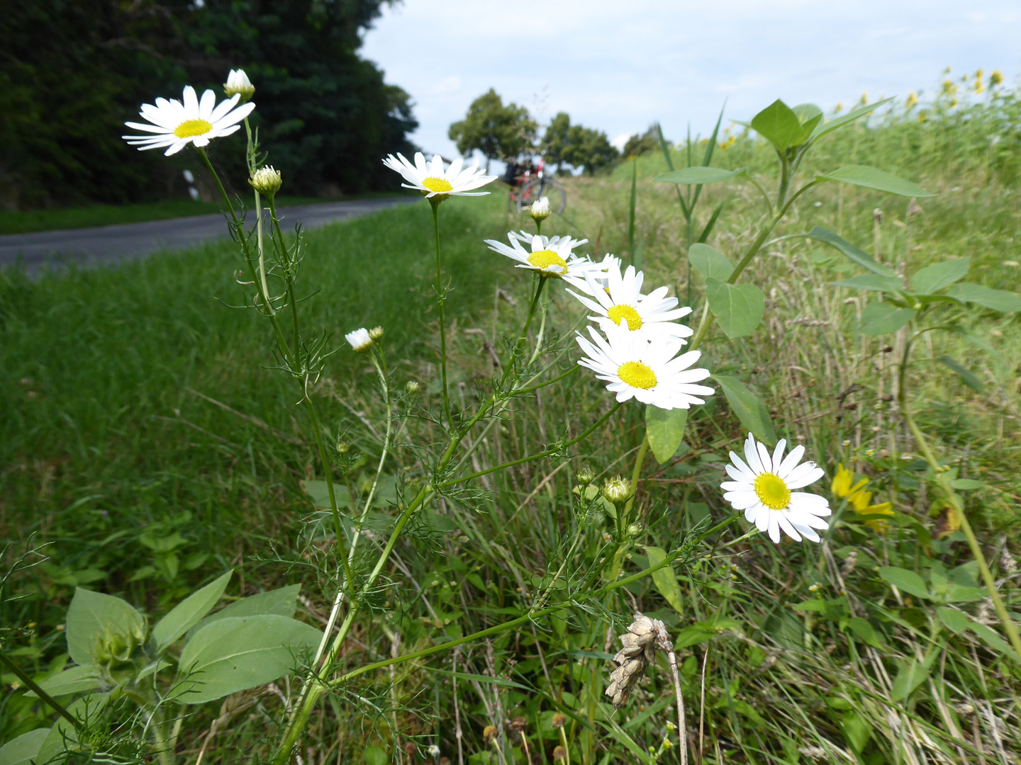 Rast am Straßenrand