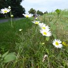 Rast am Straßenrand