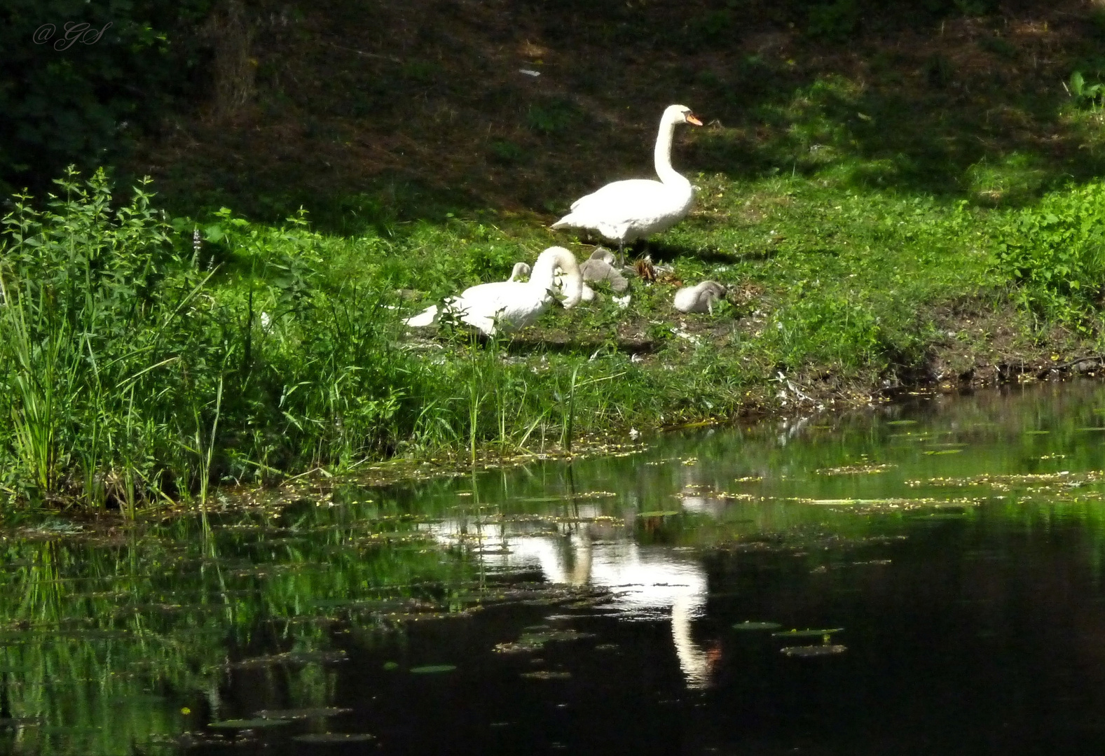 Rast am Teich