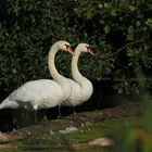 Rast auf dem Baumstamm