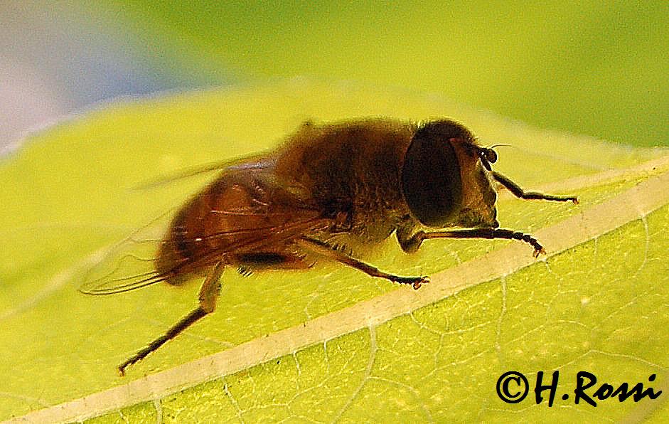 Rast auf dem Blatt