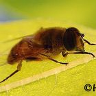 Rast auf dem Blatt