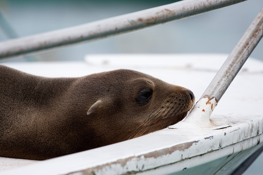 Rast auf dem Boot