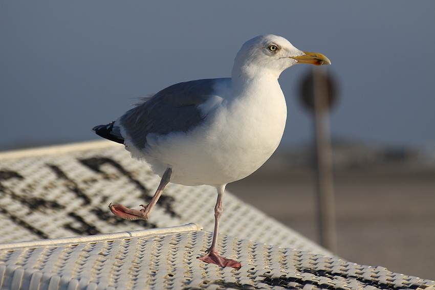 Rast auf dem Strandkorb