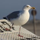 Rast auf dem Strandkorb