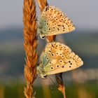 "Rast auf der Ähre"