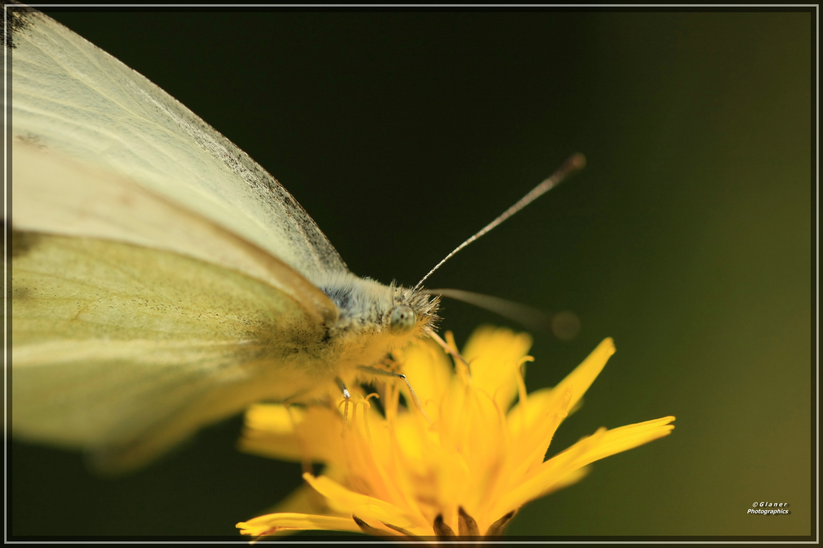 Rast auf der Blume