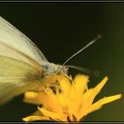 Rast auf der Blume