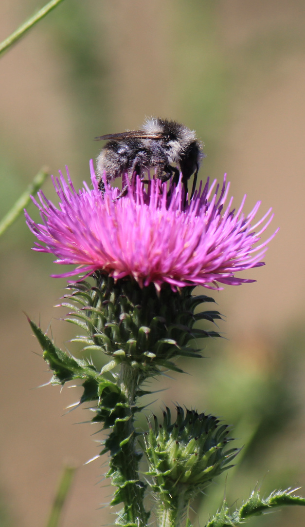 Rast auf der Distel