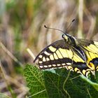 Rast auf der Futterpflanze