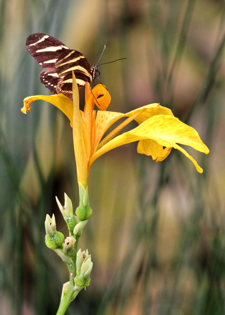 Rast auf der gelben Blume