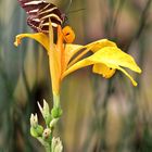 Rast auf der gelben Blume