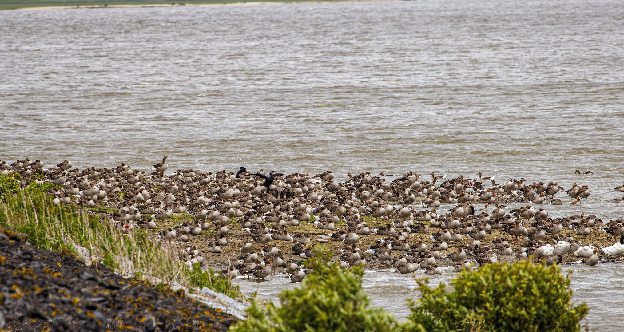 Rast auf der Halbinsel Nordstrand