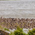 Rast auf der Halbinsel Nordstrand