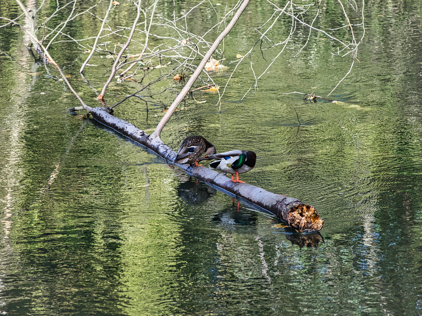 Rast auf der Spree