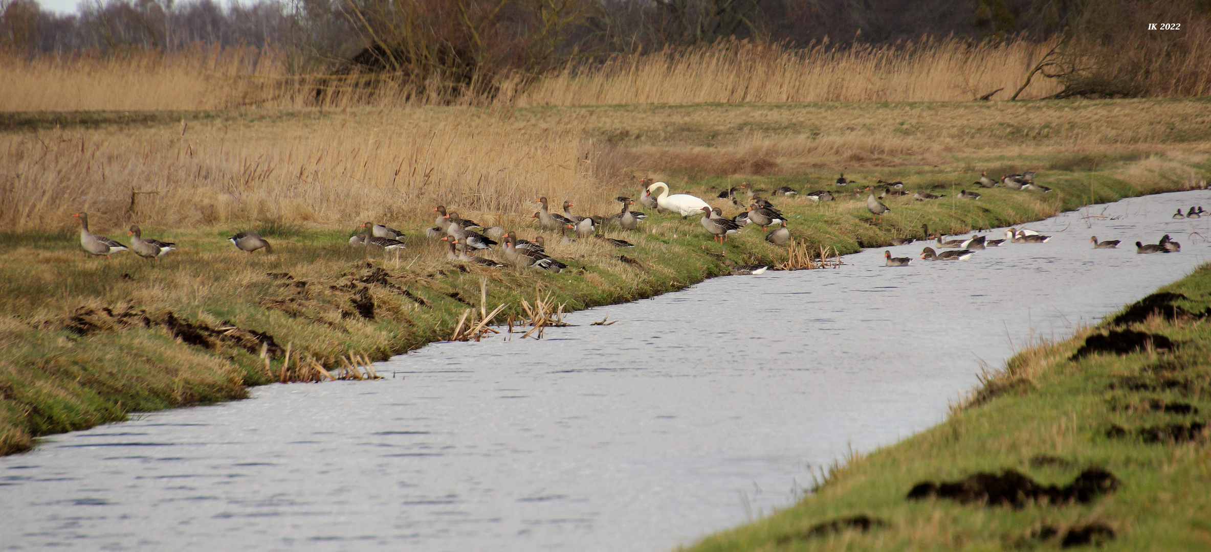 Rast auf der Wiese