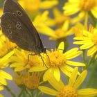 Rast auf gelber Blüte