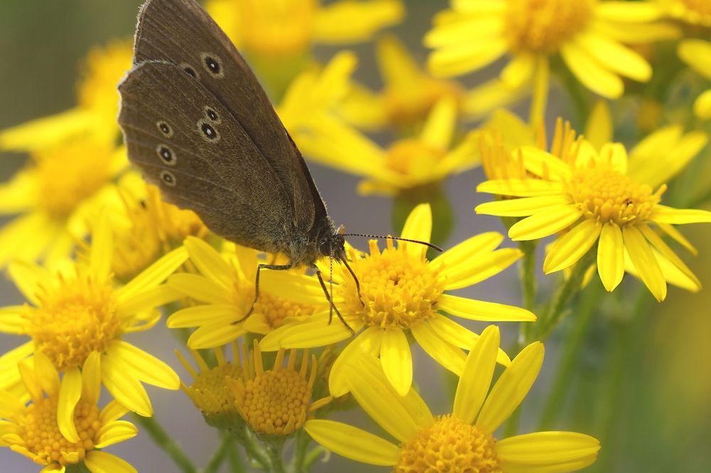 Rast auf gelber Blüte