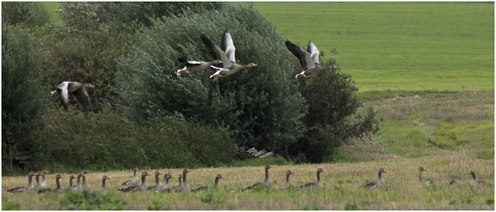 Rast auf Poel