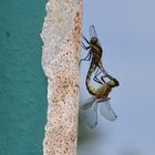 Rast beim Paarungsflug