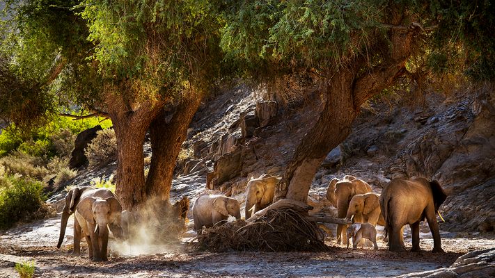 Rast der Wüstenelefanten