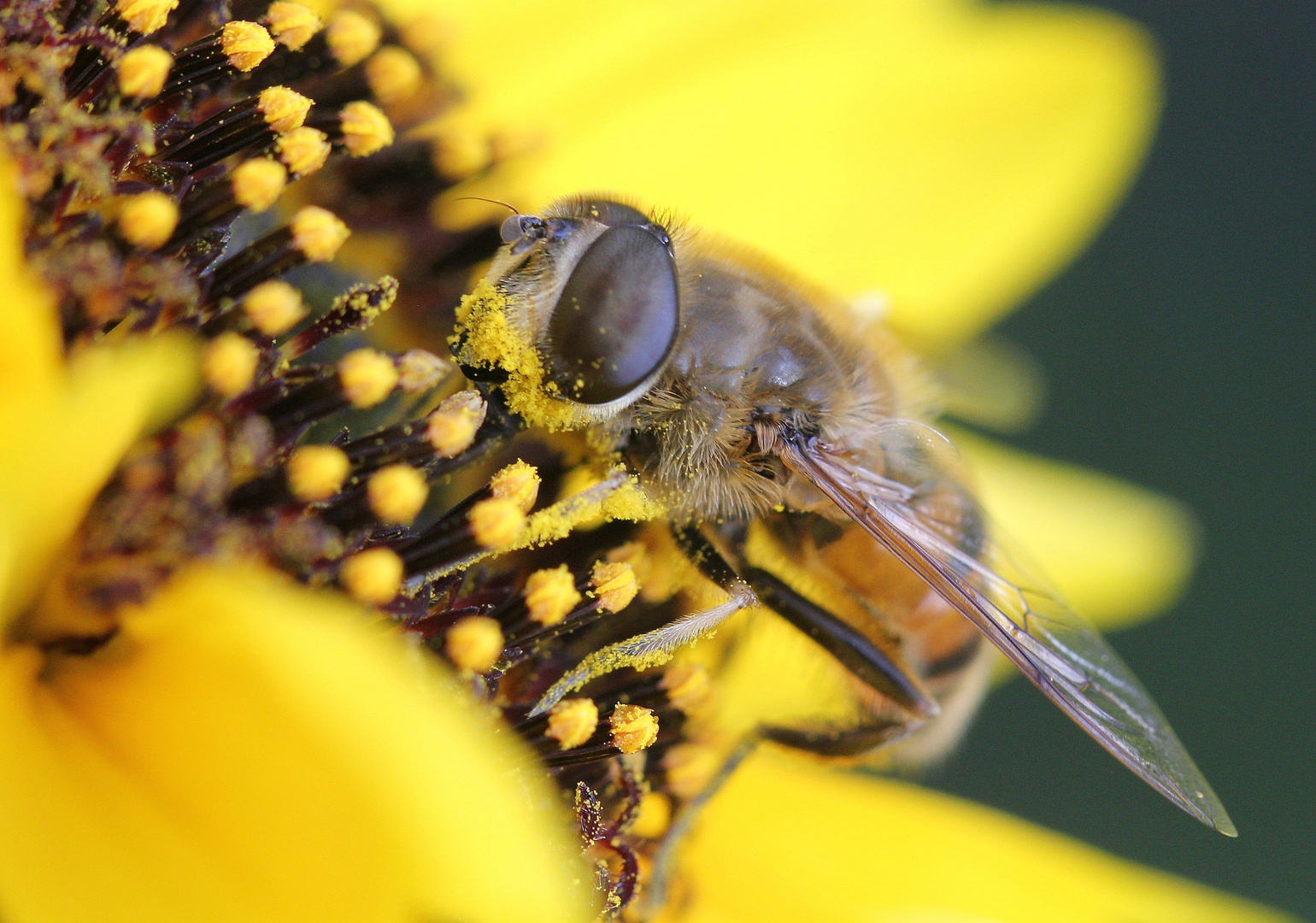 Rast einer Fliege  auf Sonnenblume