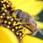 Rast einer Fliege  auf Sonnenblume