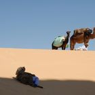 Rast für Mensch und Kamel