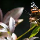 Rast im Herbst