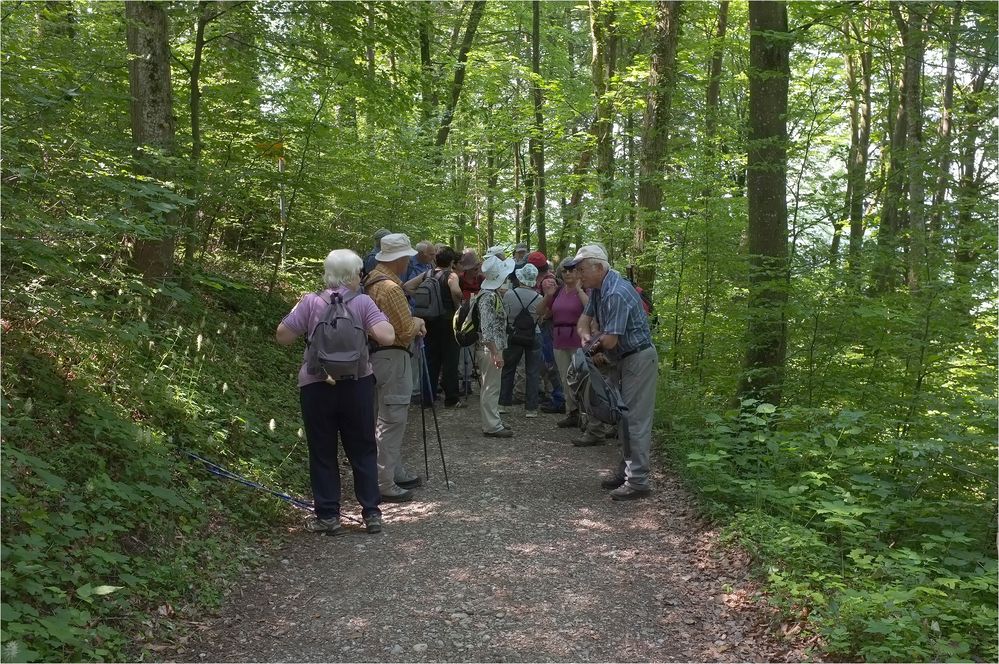 Rast im kühlen Wald