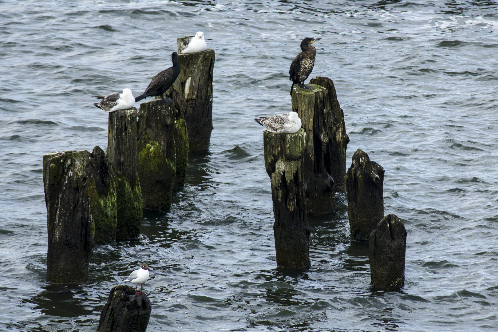 Rast im Meer