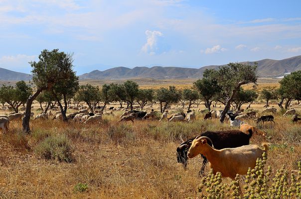Rast im Olivenhain, rest in the olive grove, descanso en el olivar 