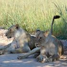 Rast im Schatten auf der Fahrspur