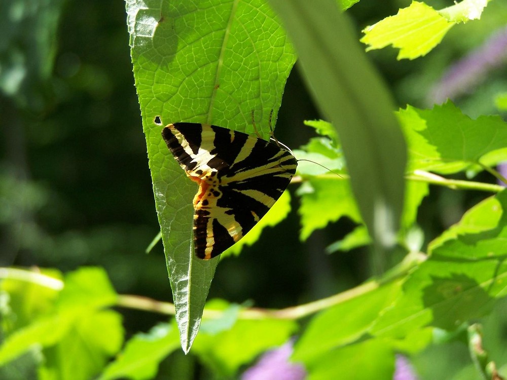 Rast im Schatten