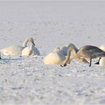 Rast im Schnee