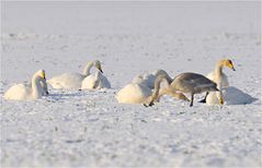 Rast im Schnee