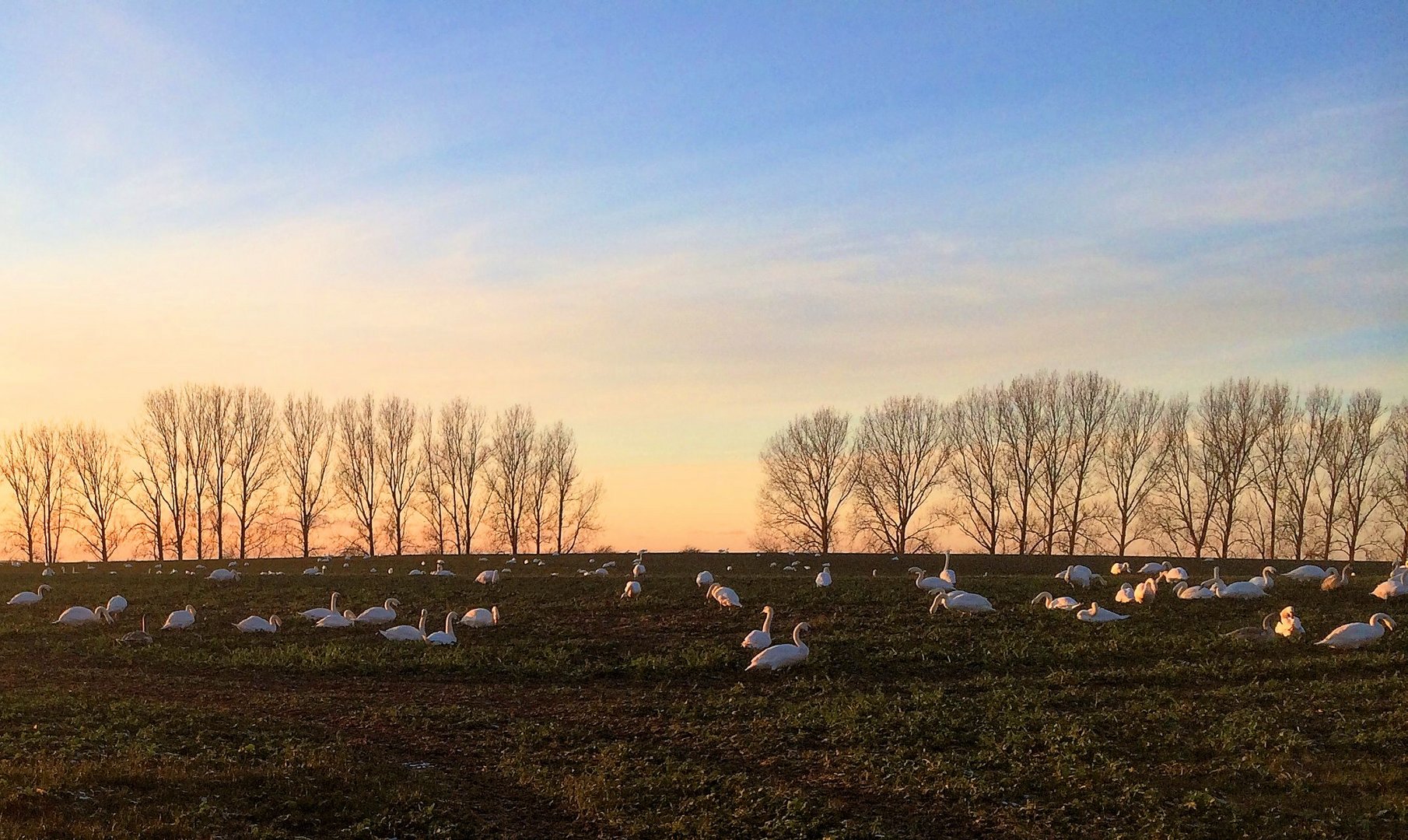 Rast in der Abendämmerung