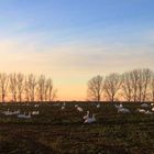 Rast in der Abendämmerung