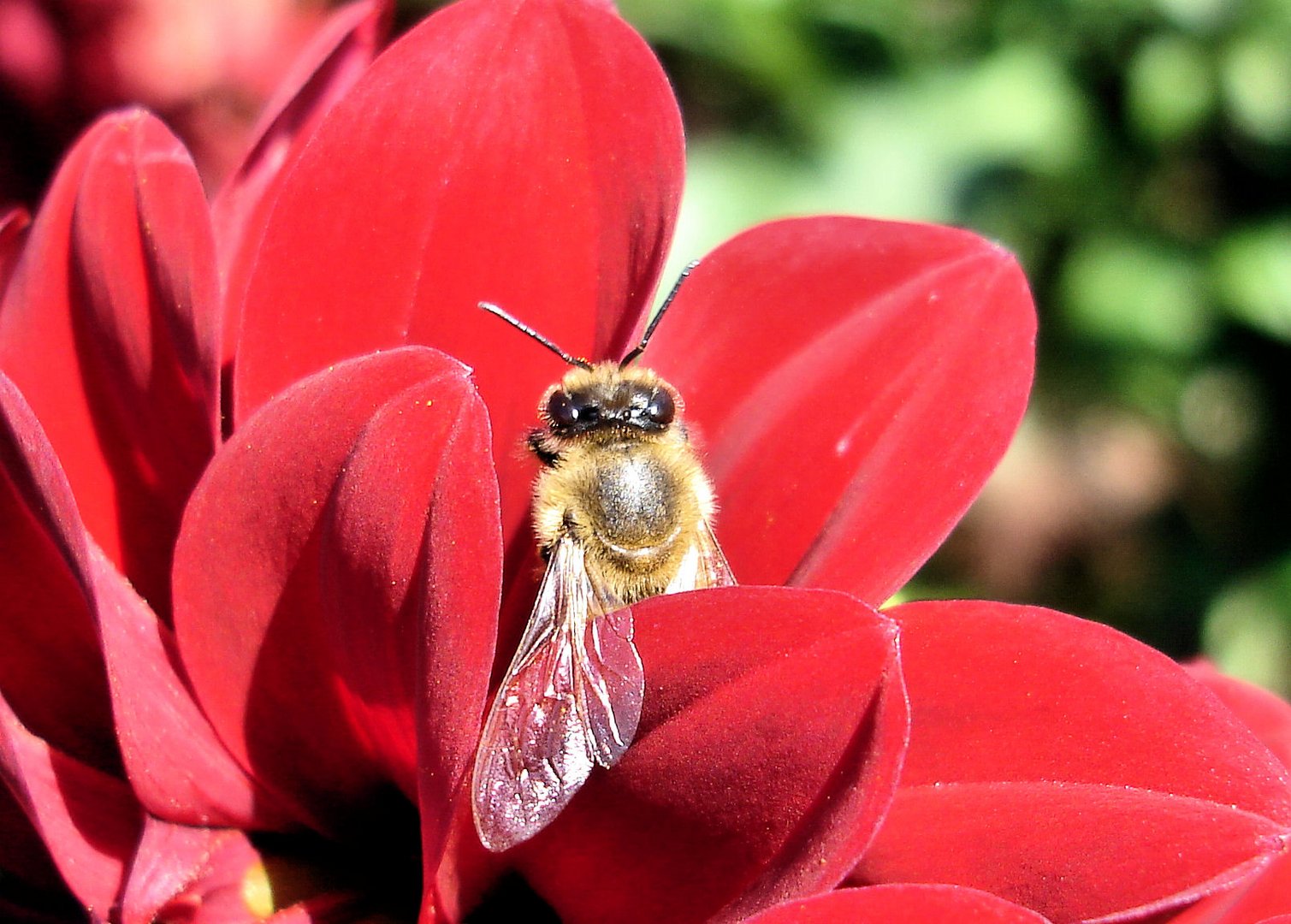 Rast in der Blüte