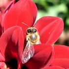 Rast in der Blüte