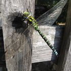 Rast in der Herbstsonne