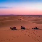 Rast in der Sahara