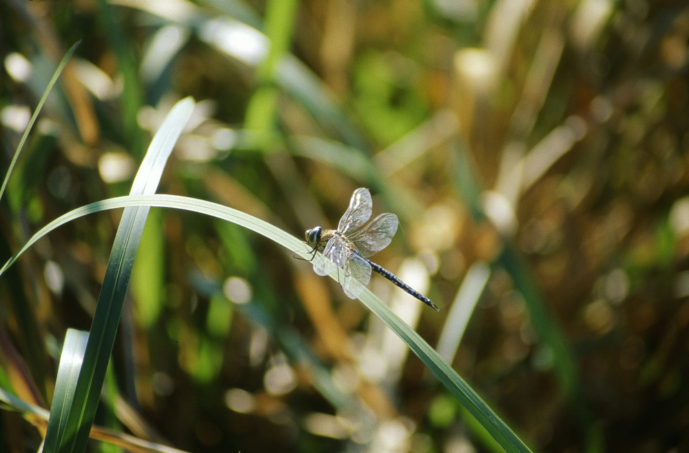 Rast in der Sonne