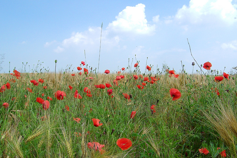 Rast inmitten von Mohnblumen